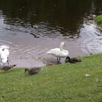 водоплавающие
