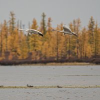 Молодые лебеди :: Игорь Шабалин