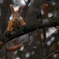 Природа :: Игорь Протасов Природа :: Игорь Протасов