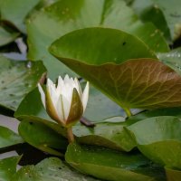 Неодинокая кувшинка... :: Николай Гирш Неодинокая кувшинка... :: Николай Гирш
