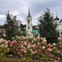 Гортензии сентября :: Татьяна Машошина Гортензии сентября :: Татьяна Машошина