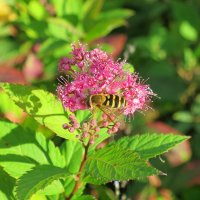 Спирея японская (Spiraea japonica)