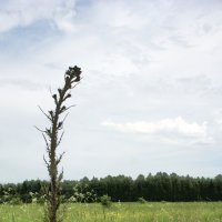 Одиночество :: Дмитрий *