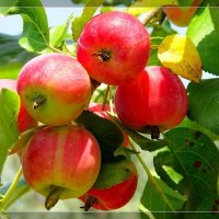 ВСЕ КАК ОДИН. :: ivana ВСЕ КАК ОДИН. :: ivana