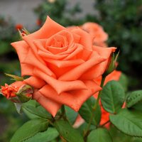 Для Танюши Лютаевой в День рождения!