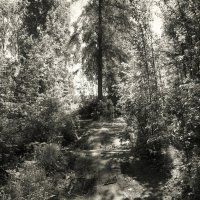 В лесу... :: Денис Безногов