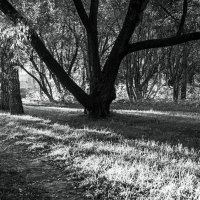 Природа :: Владимир Зонов