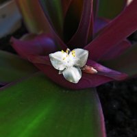 Традесканция покрывальчатая (лат. Tradescantia spathacea)