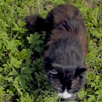 Шкурка кота :: Юлия ЮГ
