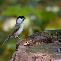 Гаичка