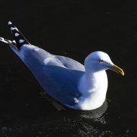 Дикие животные