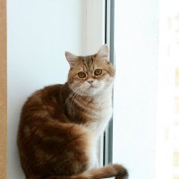 Барсик :: Gennady74 