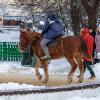 Выйду я во город с конём ... :: Анатолий. Chesnavik.