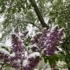 Весна Сирень зацвела 19 апреля :: Нина Колгатина 