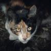 ***** :: Володька Завитушкин