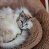 Домашняя кошка. :: Елена 