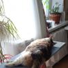 Кошка Мыша :: Алевтина 