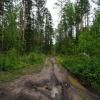 По лесной дороге... :: Николай Гирш