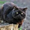 Жених для Пани. :: Восковых Анна Васильевна 