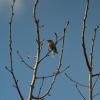 Willow Warbler | 1 :: Sergey Sonvar