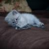 АКТИВНЫЕ ИГРЫ :: Володька Завитушкин