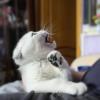Я тут главный!))) :: Марина Леонидовна