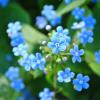 Бруннера сибирская (Brunnera sibirica) :: Анастасия Логинова