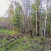 Продираясь сквозь кусты,Обходя лужи :: Сергей Цветков