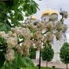Каштан :: Сапсан 