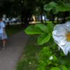 Природа в Городе :: юрий поляков