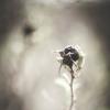фото :: Iulia Efremova
