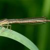 Плосконожка обыкновенная (лат.Platycnemis pennipes) :: Сергей Владимирович Егоров