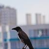 Местный смотрящий ))) :: Giant Tao /