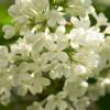 White Lilac | 1 :: Sergey Sonvar