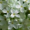 White Lilac | 4 :: Sergey Sonvar
