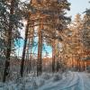 Зимний лес на закате :: Владимир Калеев