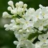 White Lilac | 8 :: Sergey Sonvar