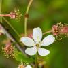 Cherry blossom | 3 :: Sergey Sonvar