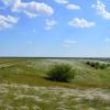 Ковыль. :: Виктор 