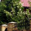 Начало лета :: Александр Ильчевский 
