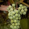 Unripe grapes of the Isabella variety | 13 :: Sergey Sonvar