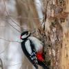 Большой пестрый дятел :: Владимир Лазарев