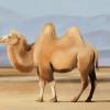 Верблюд :: Наталия Львова
