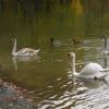 Лебеди в городском парке :: Рита Симонова