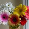 Герберы :: Татьяна Смоляниченко