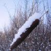 Рогоз в снегу :: Людмила Смородинская