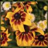 Картина осенних рудбекий! :: Лилия *