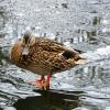 Кряква на тонком льду пруда. :: Милешкин Владимир Алексеевич 