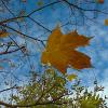 ***лист кленовый*** :: Olga Oskolkova