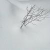 Зимняя веточка :: dindin 